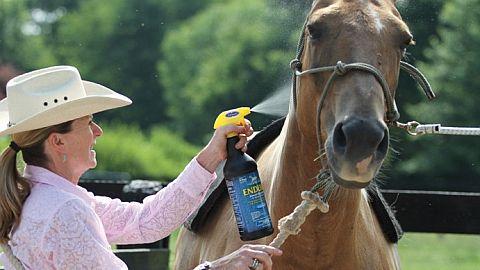 Také koně mohou onemocnět boreliózou