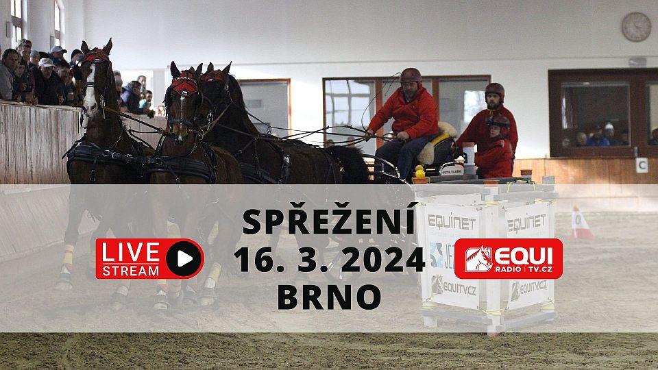 Živě: Čtvrté kolo Zimního jezdeckého poháru spřežení 2024 v Brně