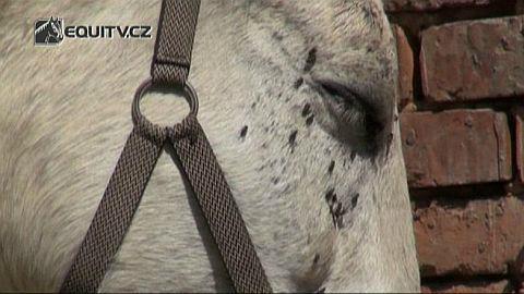 Veterinární poradna: Ochrana koní proti hmyzu
