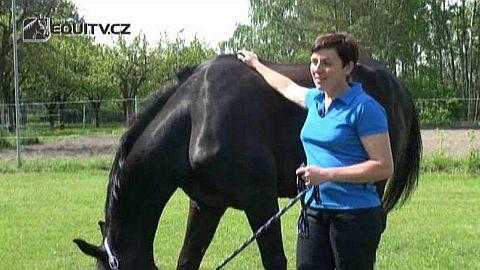 O prodeji přívěsů pro koně s Vladimírou Kozákovou
