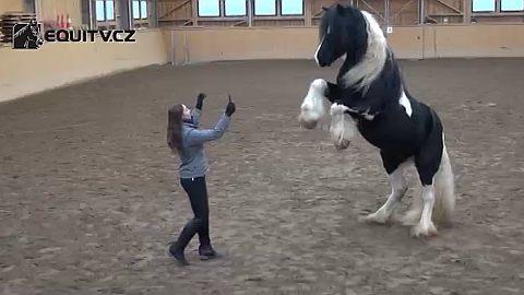Cirkusové triky aneb jak naučit koně vzpínat