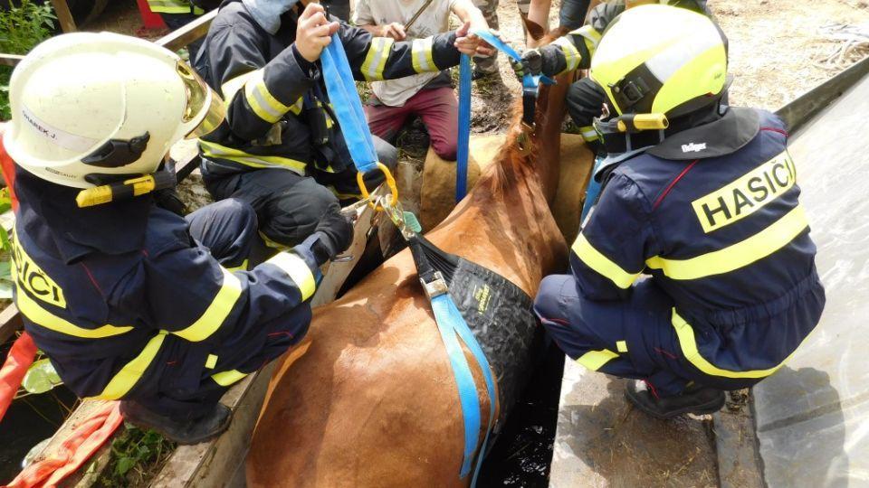 Lýdia Čačková: Záchranné sítě pro koně? Česká zkušenost je výjimečná