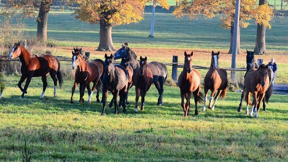Karolína Šimáčková: Nikdy bych nechtěla mít koně ve stáji bez pastvin