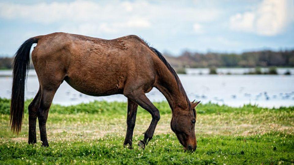 Marismeño: Divocí koně, kteří žijí v bažinách národního parku Doñana