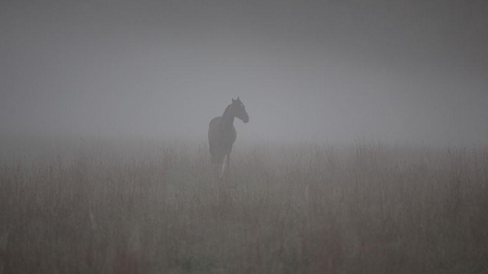 V pondělí odjedou první tuny krmiva na Ukrajinu. Pomoc koním pokračuje