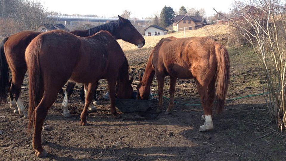Opravená střecha i nová vrata. Sbírka pro koně v nouzi byla úspěšná