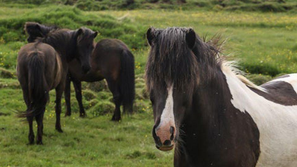 Eldhestar: Místo, kde zažijete islandské koně na vlastní kůži