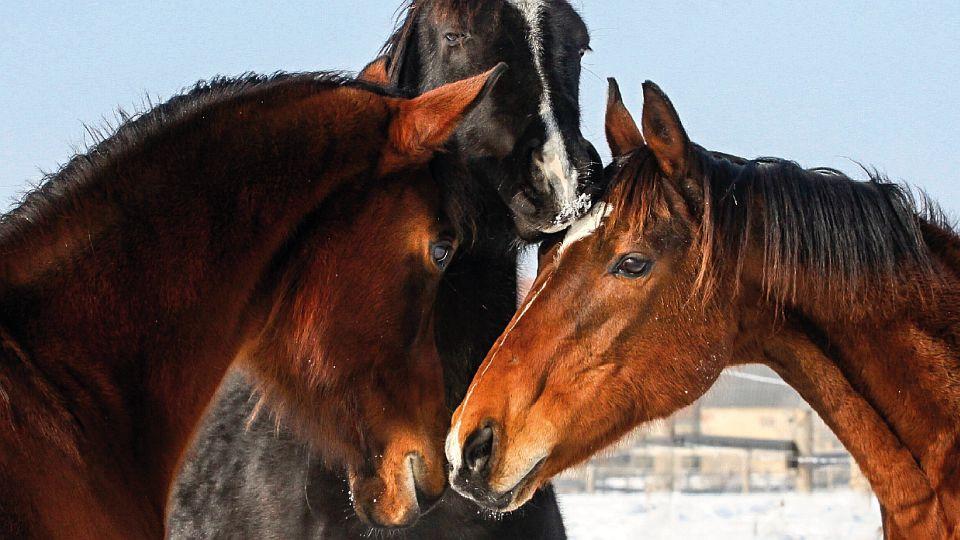 Emoce, vnímání koní a dělení pozornosti. Jak funguje koňská paměť?