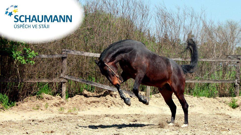 O výživě koní s Dušanem Kořínkem: Krmné dávky pro hříbata a mladé koně