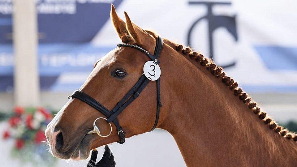 Anna Kellnerová: Jsem zvědavá, kam se C I Belive posune. Catch Me má hříbě