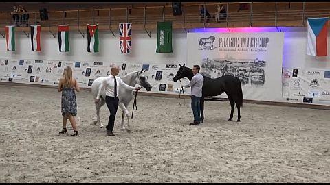 Video záznam přehlídky arabů Prague Intercup 2016