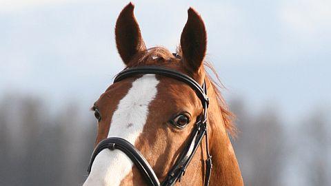 Plemeníci v katalogu hřebců letos opět zdarma!