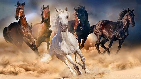 Krmiva pro koně Energys s novým složením