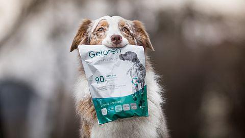 Nejen koně, ale také psy mohou bolet klouby