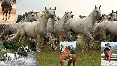 Vyhlašujeme fotosoutěž na téma Koně v pohybu