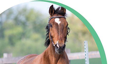 Hledá se nový domov pro koníka BONA