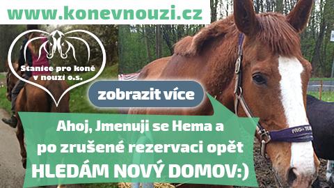 Klisna Hema znovu hledá nový domov
