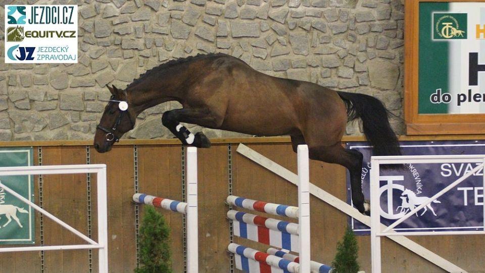 Předvýběr hřebců SCHČT v Herouticích ŽIVĚ