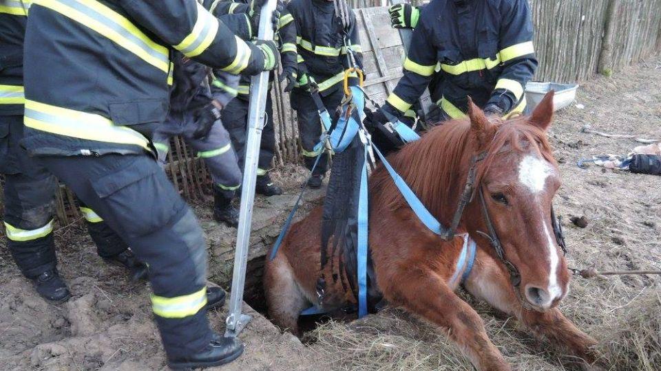 Slavnostní ukončení sbírky Záchranné sítě pro koně