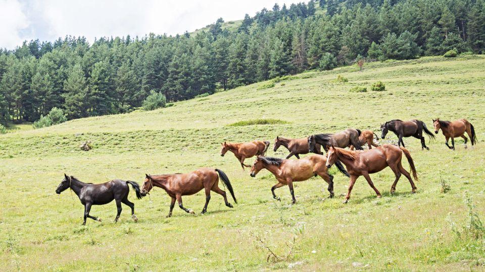 Příčiny bolesti zad koně a vliv sedla na záda