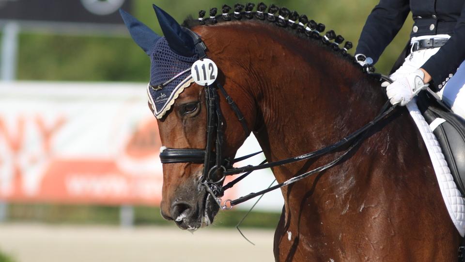 Nominace jezdců a koní roku 2018 v drezuře