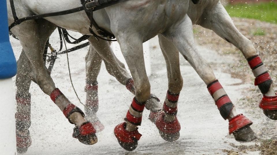 Nominace jezdců a koní roku 2018 ve spřežení