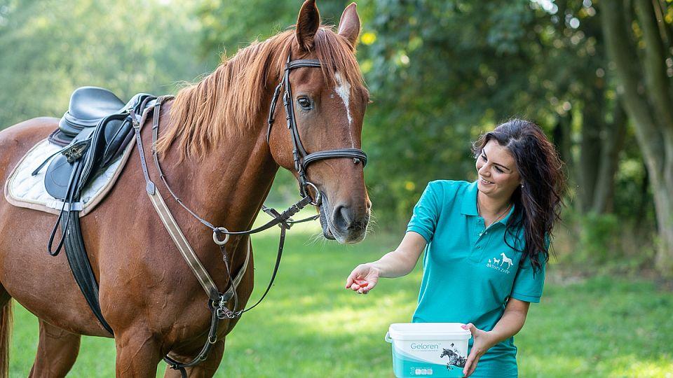 Darujte koním k Vánocům zdravé klouby