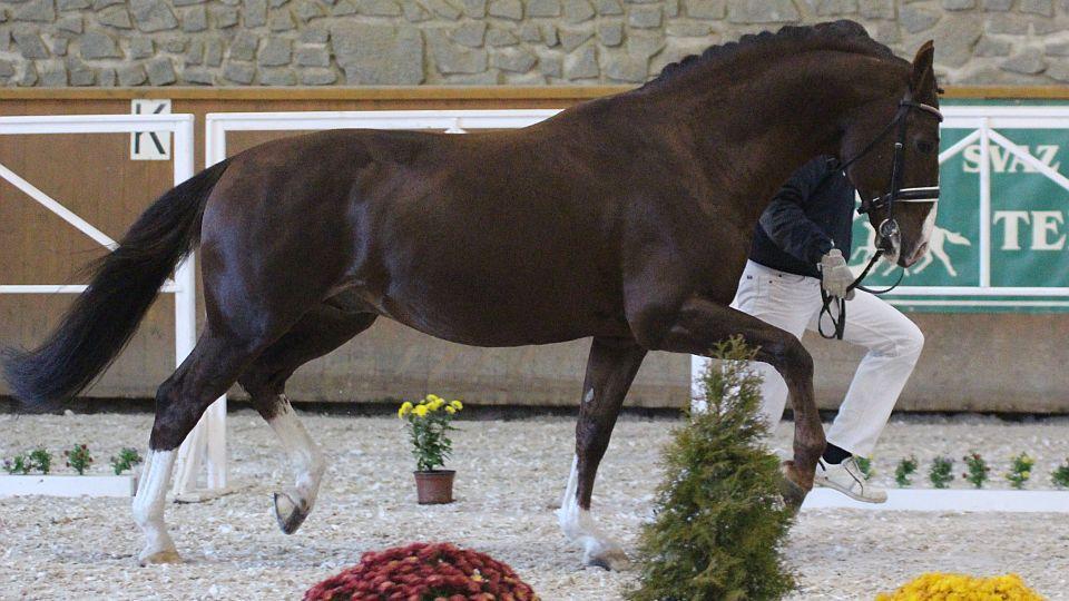 Katalog plemenných hřebců 2019 na Jezdci.cz