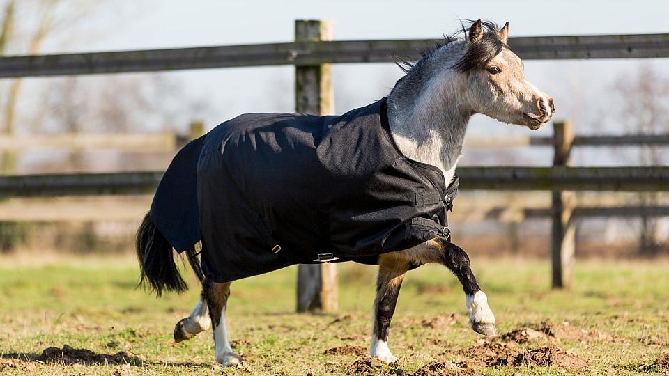 Decathlon nabízí: Produkty speciálních velikostí pro vašeho poníka