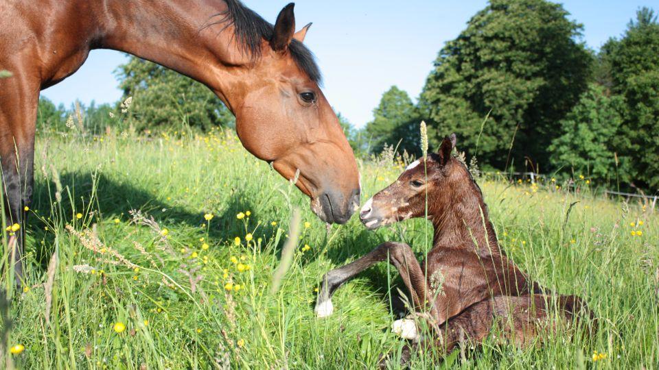 Výsledky soutěže Koně a jaro o Farnam Endure. Vybrali jsme pět snímků