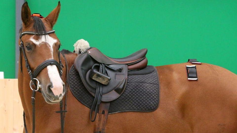 Equilame Sensor pozná v pohybu koně odchylky, které lidské oko nevidí