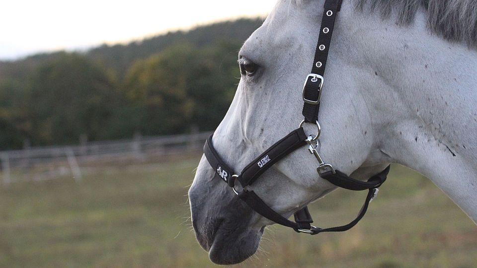 Zvláštní rok 2020. V mnohém však byl pro Jezdci.cz a EquiTV.cz úspěšný