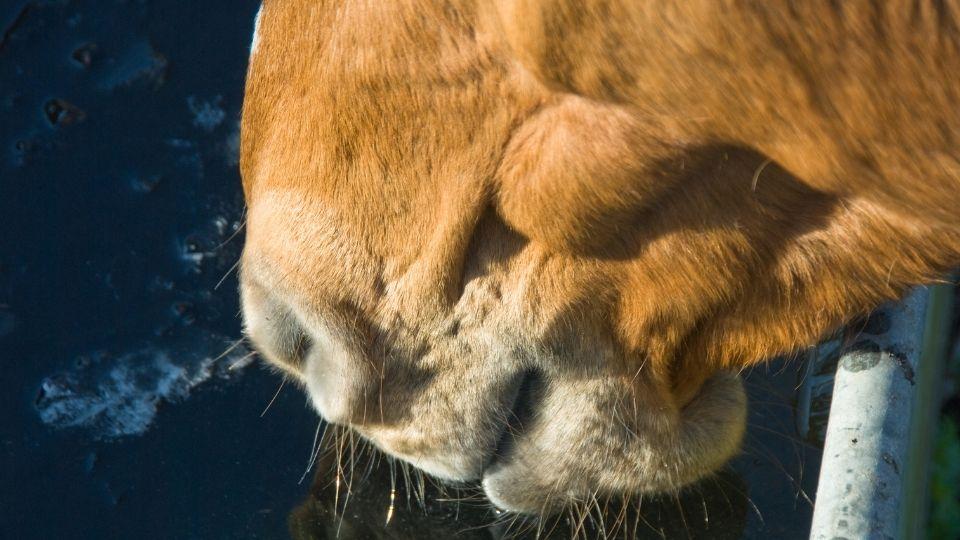 Společnost Kamír nabízí: Variant pro napájení koní v zimě je celá řada