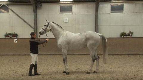 Videostřípky z 1. přehlídky plemeníků ERC Mnětice