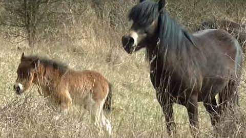 Exmoorští koně z Travin ve videu Jaroslava Kolčavy