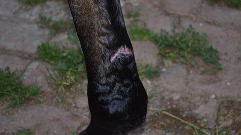 Anigran je velký pomocník při hojení ran u koní