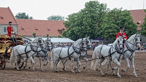 Den starokladrubského koně 2016 objektivem EquiTV