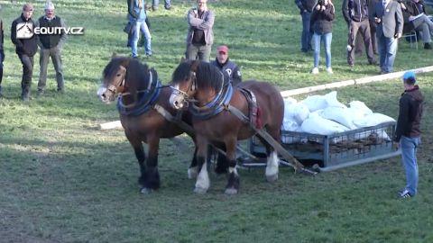 MČR chladnokrevných koní 2017 v souhrnu EquiTV