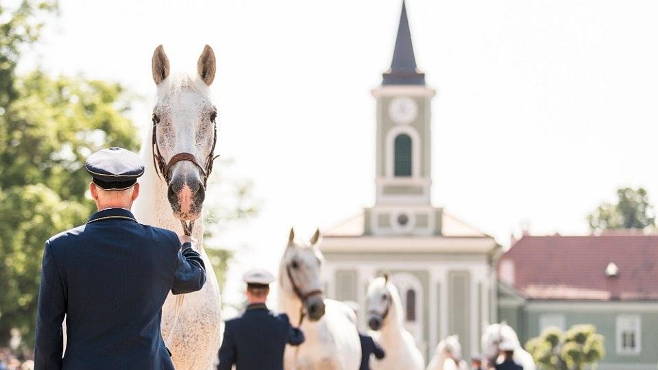 Záznam: Den starokladrubského koně 2019 v Národním hřebčíně se vydařil