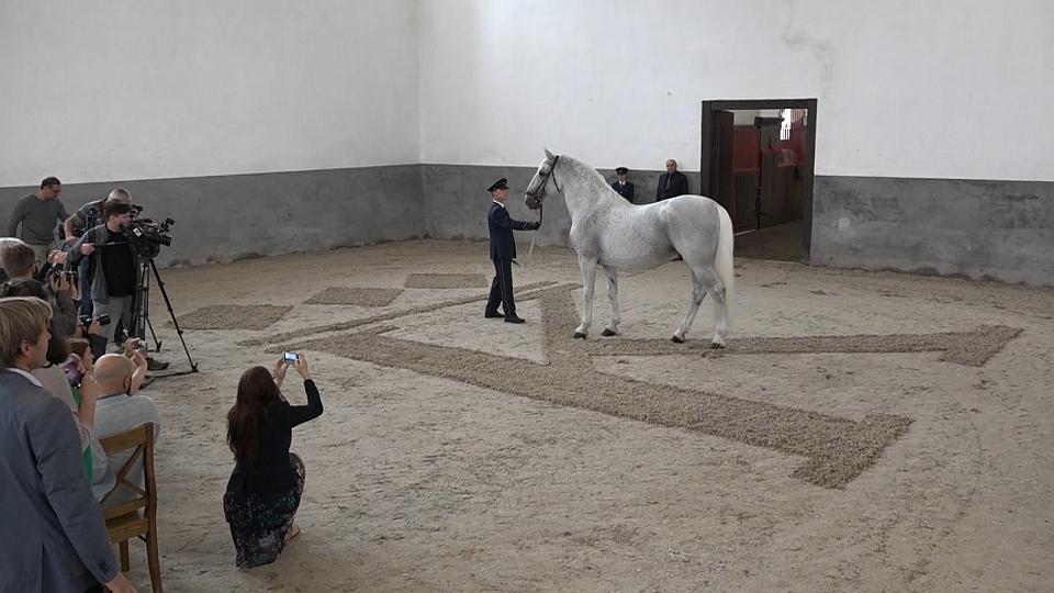 Re-Live: Konference k zápisu Kladrub na seznam UNESCO s živým koněm