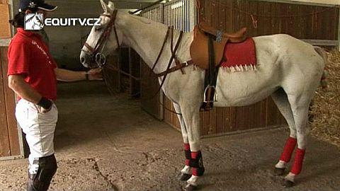 Základy koňského póla Vybavení koně