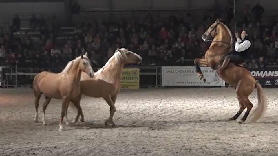 Devadesátka EquiTV: Připomeňte si Večerní koňskou galashow v Lysé