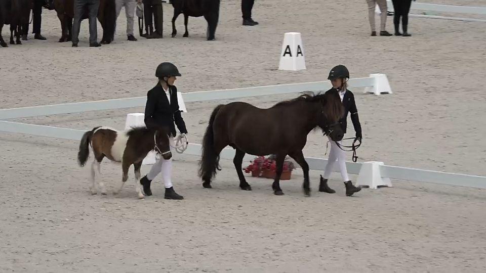 Záznam: Chuchle hostila Národní šampionát shetlandských pony 2020