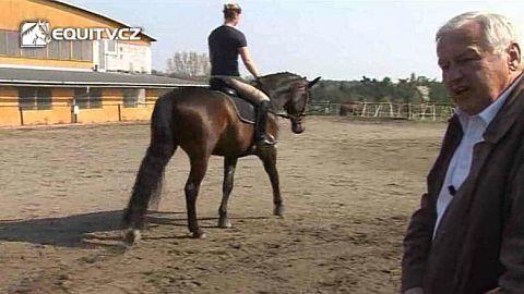 Školní výcvik koně Uvolnění koně