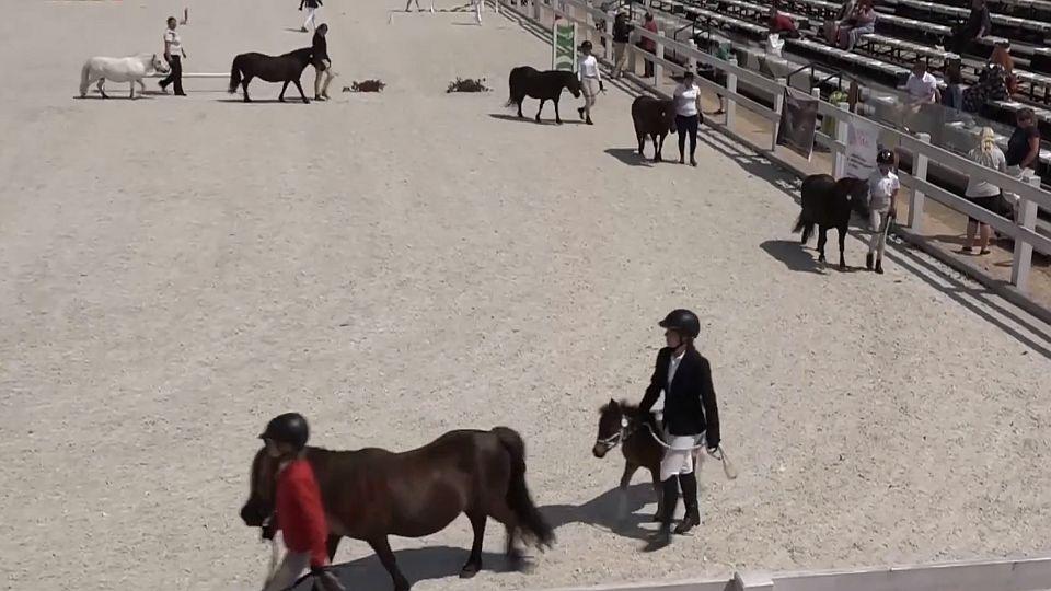 Záznam: Chuchle hostila Národní šampionát shetlandských pony 2021