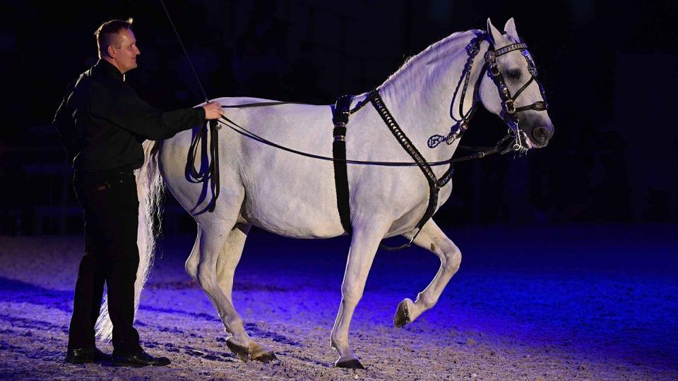 Záznam: Tři podoby Koně 2021 v Lysé. Výstava, ukázky i večerní show