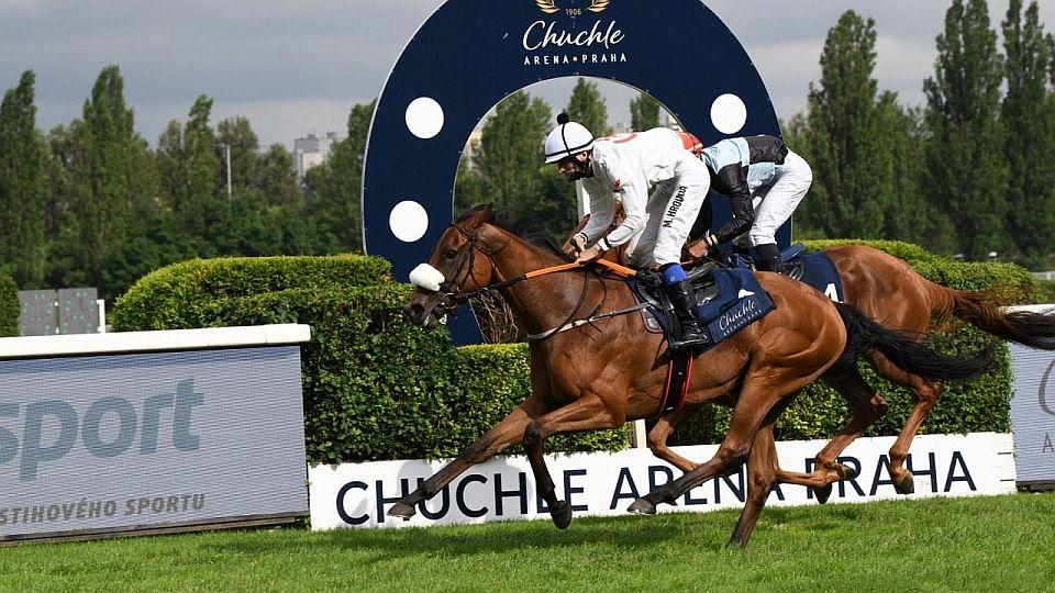 Živě: Tříleté klisny, Pedroza a letní atmosféra. Sledujte Cenu Latiny