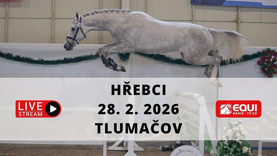 Živě: Sledujte II. předvýběr hřebců 2026 pro plemennou knihu ČT v Tlumačově