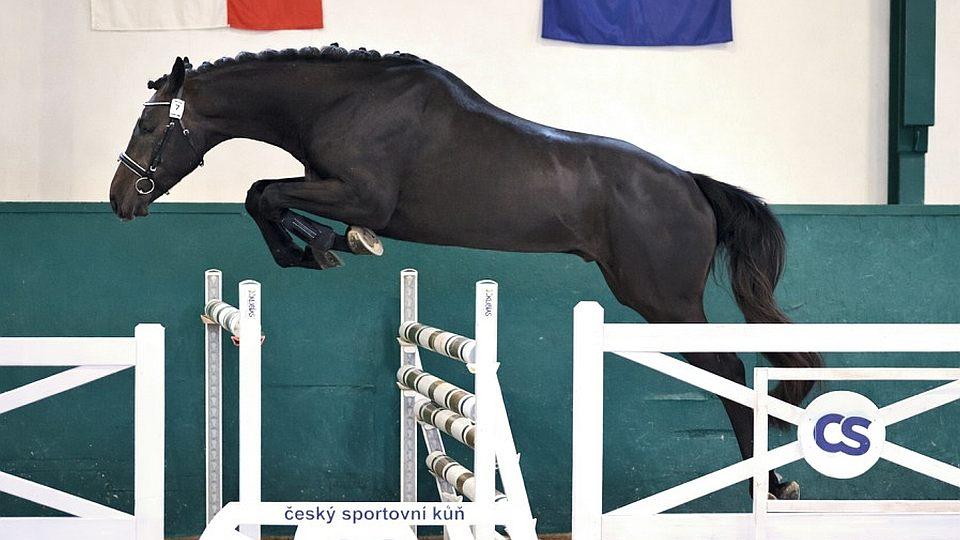 Záznam: Výběr hřebců CS vyhrál Temptation TN. Cenu Ing. Mülera má Crazy Cox