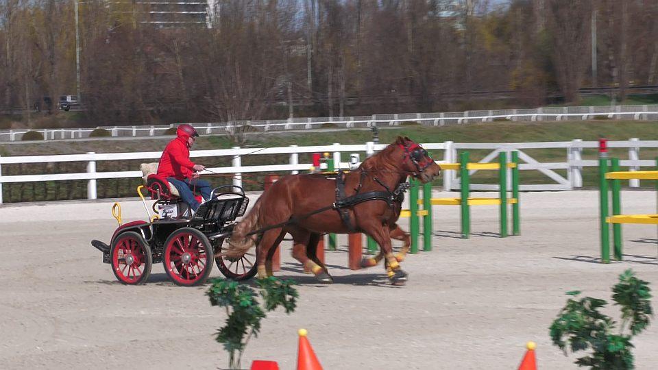Koně a sport 2026: Open Driving Cup Chuchle Arena Praha